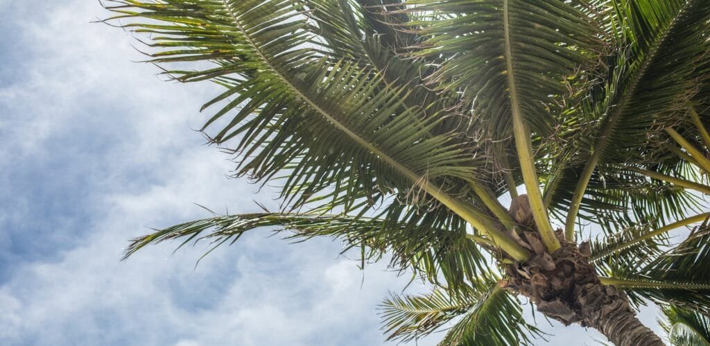 Florida Palm trees